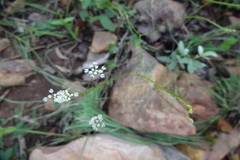 Pimpinella tirupatiensis